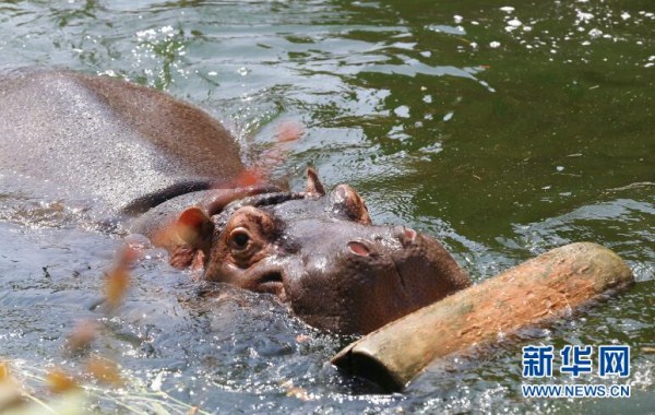 Animals in Shenyang Forest Zoological Garden beat the heat