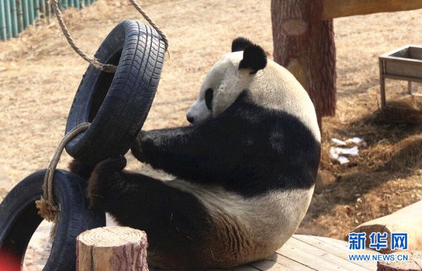 Pandas cavort at Shenyang zoo