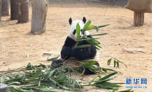 Pandas cavort at Shenyang zoo