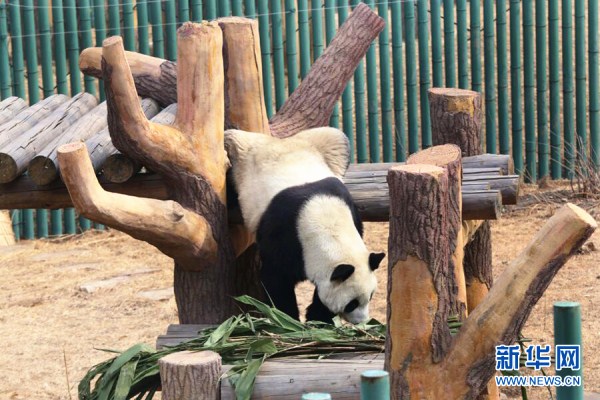 Pandas cavort at Shenyang zoo