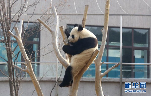 Pandas cavort at Shenyang zoo