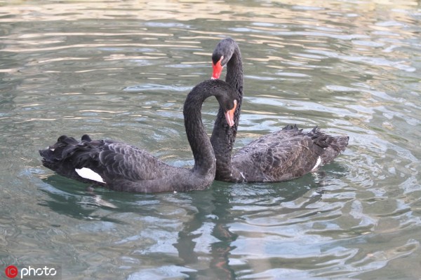 Black swans seen in Changbai Island Forest Park