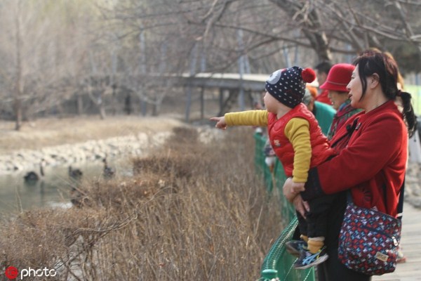 Black swans seen in Changbai Island Forest Park