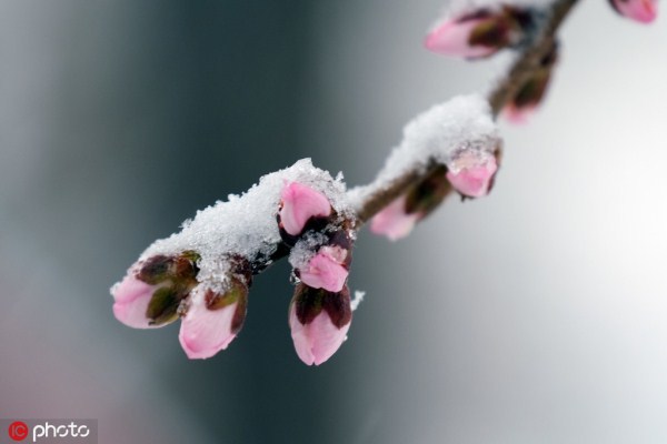Spring snow blankets Shenyang