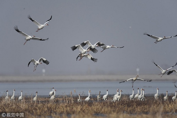 Siberian crane festival to open in Faku, Shenyang
