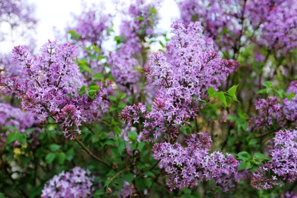 Stunning blossoms add charm to Shenyang