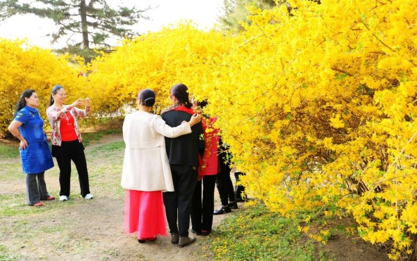 Stunning blossoms add charm to Shenyang
