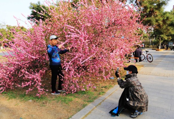 Stunning blossoms add charm to Shenyang