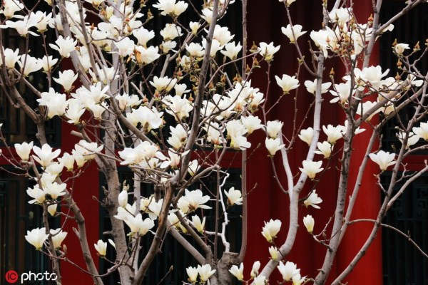 Shenyang offers over 100 spring tourism activities