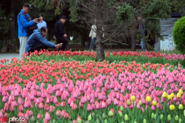 Flower festival begins at Beiling Park
