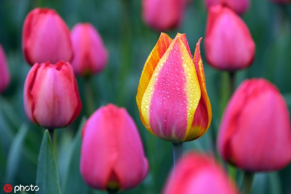 Flower festival begins at Beiling Park