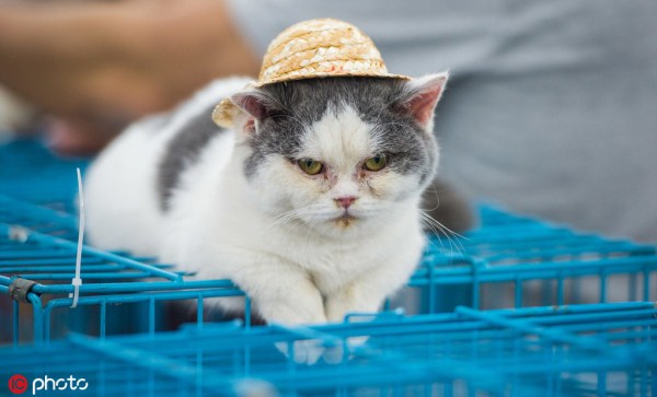 Pet products exhibition held in Shenyang