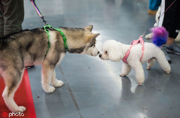 Pet products exhibition held in Shenyang