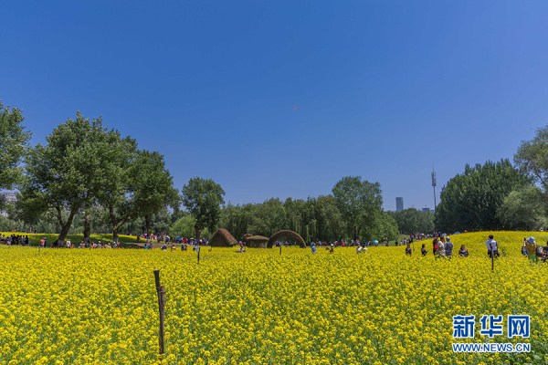 Cole flower festival opens in Heping district