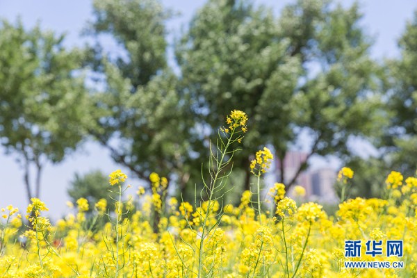 Cole flower festival opens in Heping district