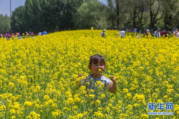 Cole flower festival opens in Heping district