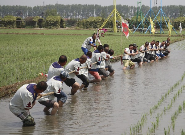 Folk stage dragon boat race in muddy rice fields