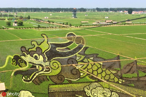 Shenyang displays spectacular paddy field art