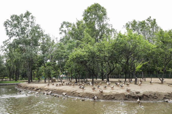 Shenyang Bird Island draws visitors