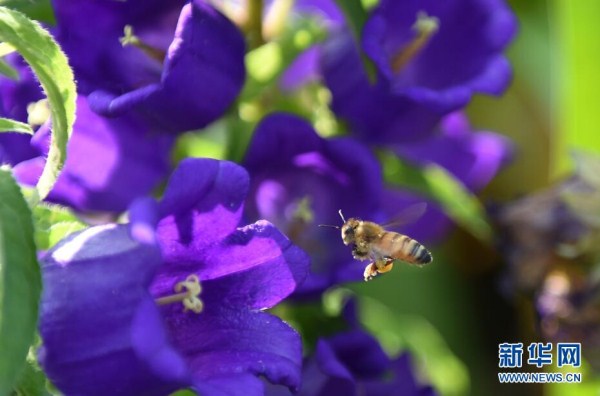 A rainbow of colored flowers bloom at Shenyang Expo Park