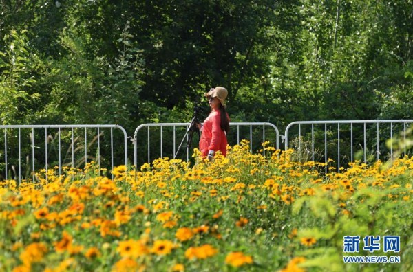 A rainbow of colored flowers bloom at Shenyang Expo Park