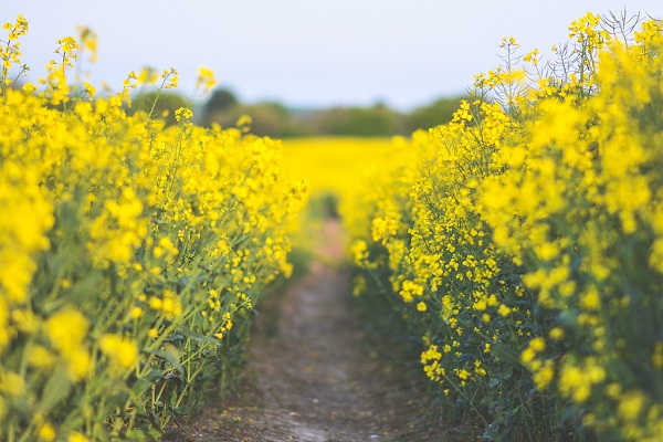 Summer tourism season (4): Take a look at Shenyang’s exhibitions & fairs