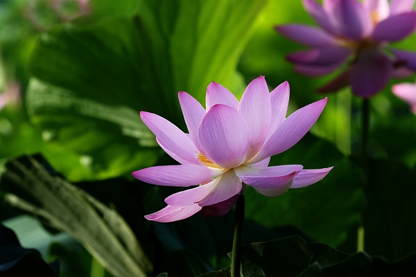 Summer tourism season (4): Take a look at Shenyang’s exhibitions & fairs