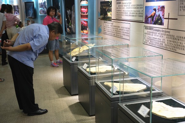 Fossil exhibition opens in Shenyang