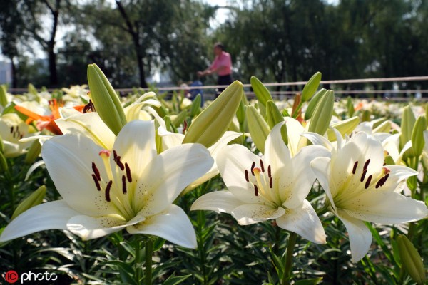Luscious lilies go on show at Shenyang festival