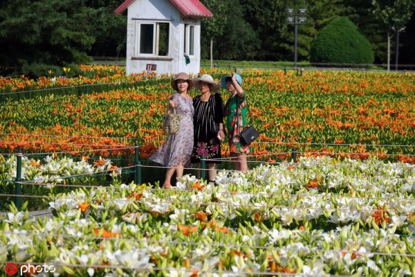 Luscious lilies go on show at Shenyang festival