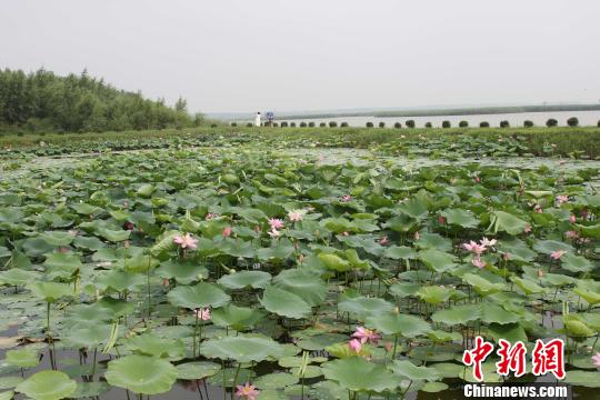 Lotus festival kicks off in Shenyang