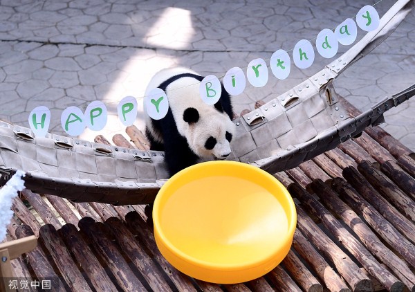 Panda celebrates 5th birthday in Shenyang
