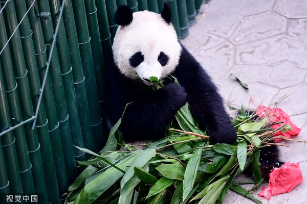Panda celebrates 5th birthday in Shenyang