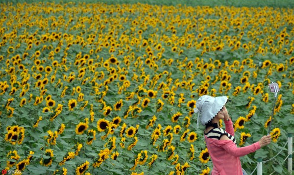 Visitors fawn over Shenyang’s sunflowers