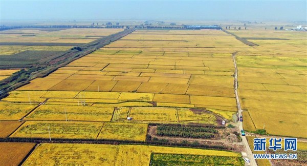 Rice harvest season arrives in Shenyang