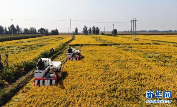 Rice harvest season arrives in Shenyang