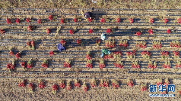 Shenyang farmers busy harvesting chilies
