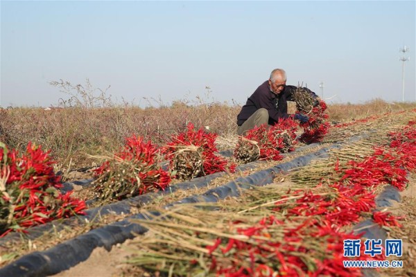 Shenyang farmers busy harvesting chilies