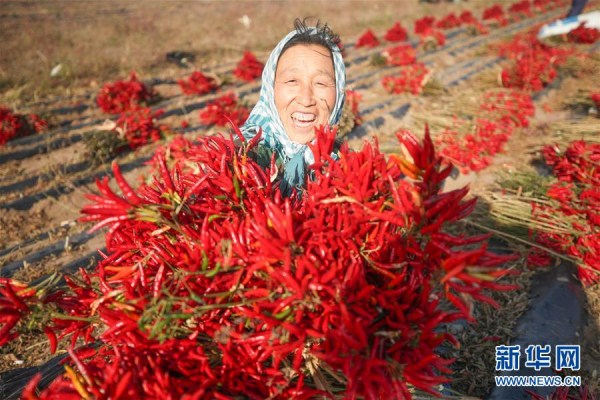 Shenyang farmers busy harvesting chilies