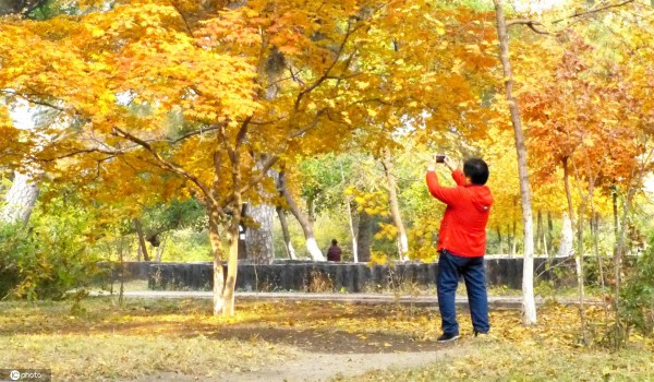 Shenyang people enjoy rich fall scenes at Beiling Park