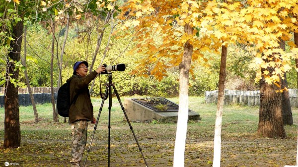 Shenyang people enjoy rich fall scenes at Beiling Park