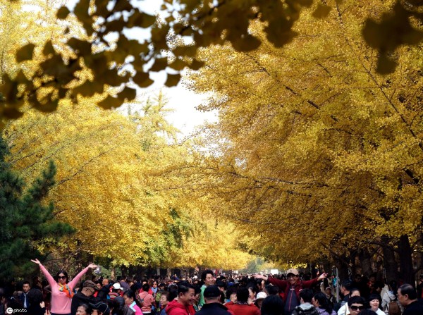 Ginkgo festival kicks off at Liaoning University