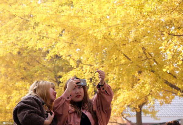 Ginkgo festival kicks off at Liaoning University