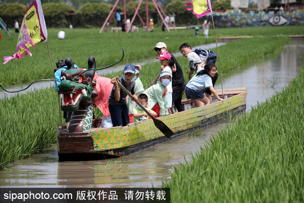 Xibe people mark Dragon Boat Festival in muddy rice fields