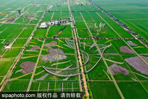 Xibe people mark Dragon Boat Festival in muddy rice fields