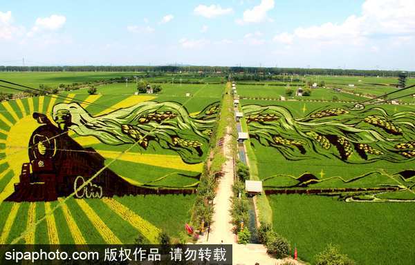 Shenyang displays spectacular 3D paddy field art