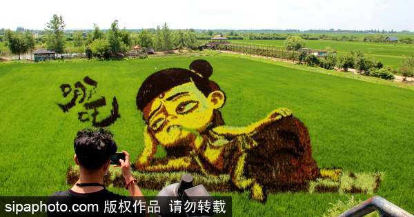 Shenyang displays spectacular 3D paddy field art