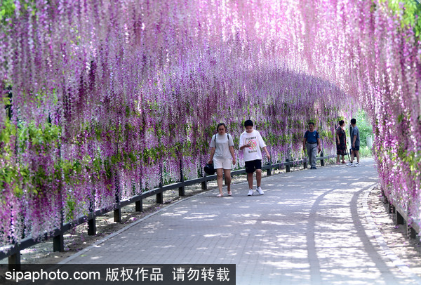 Shenyang Bird Island provides summer fun