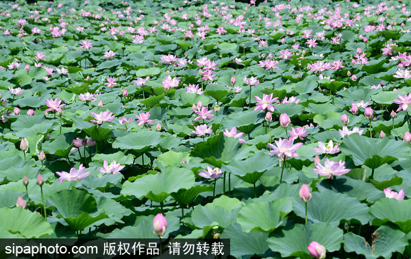 Shenyang Bird Island provides summer fun
