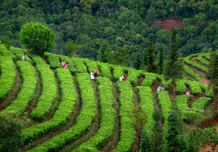 Tea Source of the World